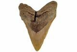 Fossil Megalodon Tooth - North Carolina #199706-1